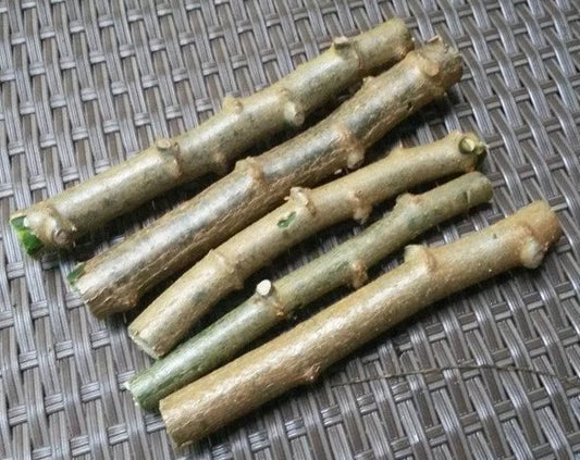 Cassava Cuttings 4 Pack Sweet Jamaica Red Organically Grown Manihot Esculenta