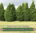 Eastern Red Cedar Tree - Quart Pot Live Plant - Bare Root - Juniperus virginiana - Zones 2-9 - Ships to CA