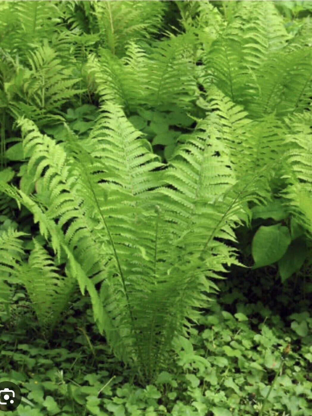Ostrich Fern Roots - 3 Bare Root Perennials - Matteuccia struthiopteris - Native Woodland Shade Garden - Organically Grown