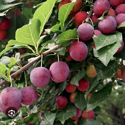 American Plum Fruit Tree Scion Cuttings - 10 Pack for Grafting & Rooting - Prunus Americana