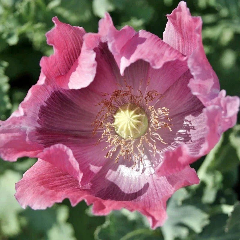 Giant Pink Poppy Seed Pods - Non-GMO 500 Seeds - Papaver somniferum - Huge Blooms for Baking & Gardening