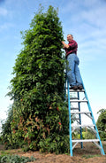 Trip L Crop Tomato Seeds - 30+ Seeds - Rare Tomato Tree Variety - Vigorous 15 Foot Vines (Solanum lycopersicum)
