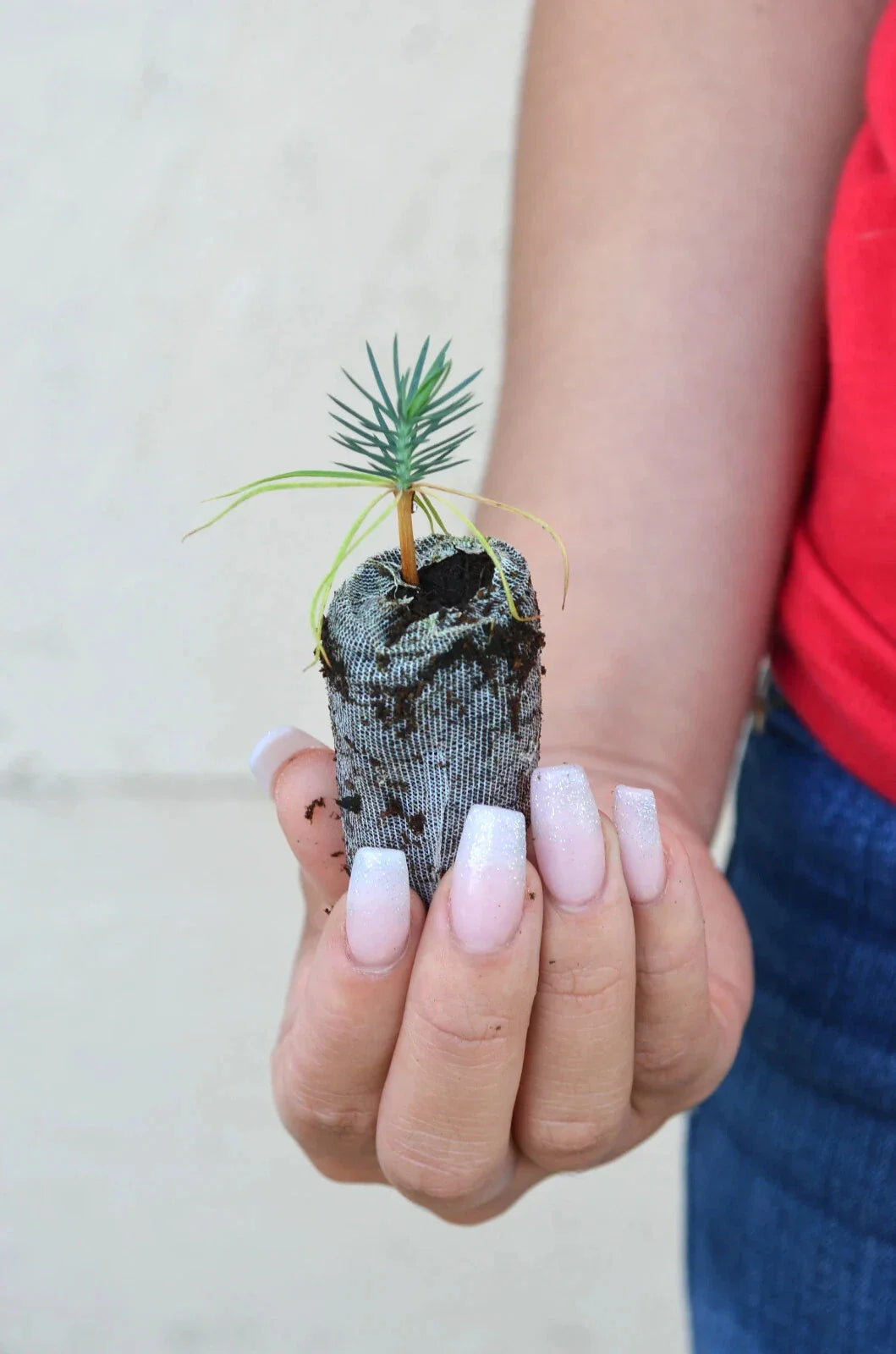 Pinyon Pine Tree Starter Plugs - Pinus edulis - Drought-Tolerant Evergreen Seedlings for Landscaping and Reforestation