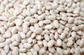 50 Navy Bean Seeds for Planting, White Kidney Bean Variety, Phaseolus vulgaris