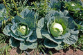 Brunswick Cabbage Seeds - 400+ Heirloom NON-GMO Fresh Seeds - Brassica oleracea