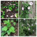 12 Live Rose of Sharon Hibiscus Starter Bushes, Fast Growing, 12" Roots, Hardy Perennial Plant (Hibiscus syriacus)