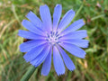 Wildflower Seeds for Planting - 2,000 Seeds - Chickroy Variety - Excellent Wildlife Food (Various Colors)
