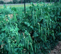 Lincoln Pea Seeds 100 Count Packet - High Yielding Variety - Pisum sativum