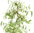 Bonsai Cutting - Dwarf Japanese Curly Willow - Salix Matsudana 'Tortuosa'