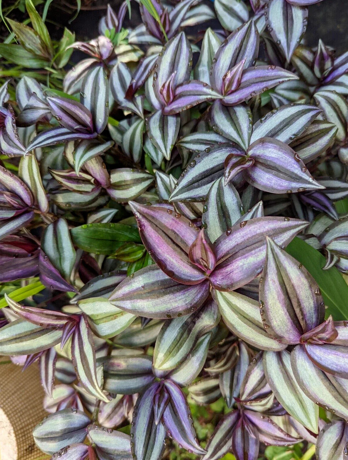 Tradescantia Zebrina Cuttings - 10 Pack - Wandering Jew Plant - Easy Care Houseplant