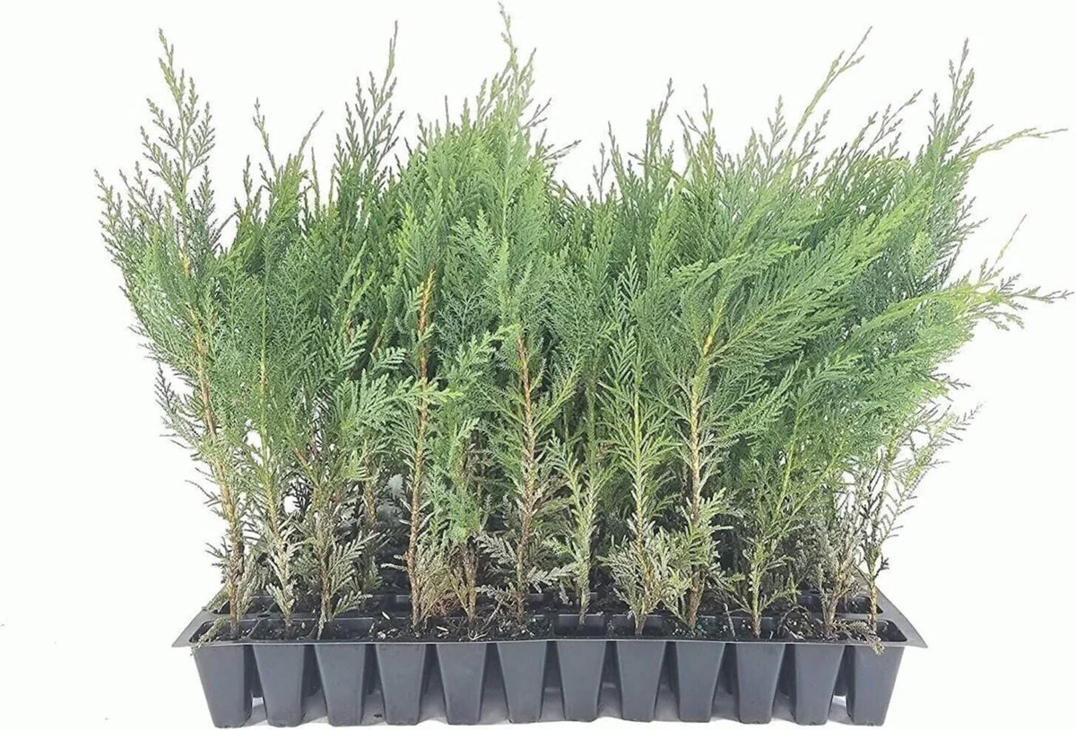 10 Murray Cypress Trees Live Plants 30-40 ft Evergreen Privacy Screen Cupressus macrocarpa