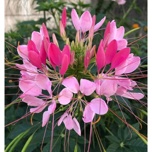 Candu Pink Spider Seeds - 100 Perennial Seeds - Clome Spinosa - Attracts Butterflies & Bees - US Seller