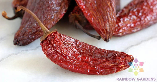 Chipotle Tipico Hot Pepper Seeds - 25+ Pack for Garden Planting - USA - Capsicum annuum
