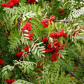 Mountain Ash Seeds for Planting, 10 Pack, Sorbus Aucuparia, Hardy Tree Seeds, Native Growers, Edible Berries