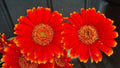 Red & Yellow Gerbera Daisy Seeds - 200+ Bulk Pack for Garden Planting - Gerbera jamesonii - USA