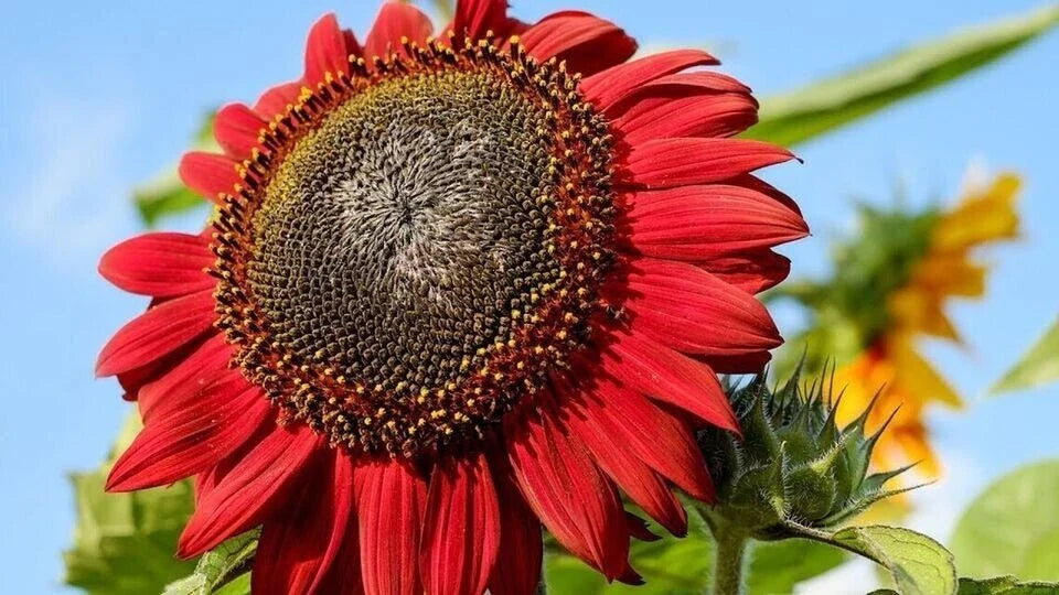 Red Sun Sunflower Seeds - 100+ Heirloom Non-GMO Fresh Seeds - Helianthus annuus - Rare Variety for Garden Planting