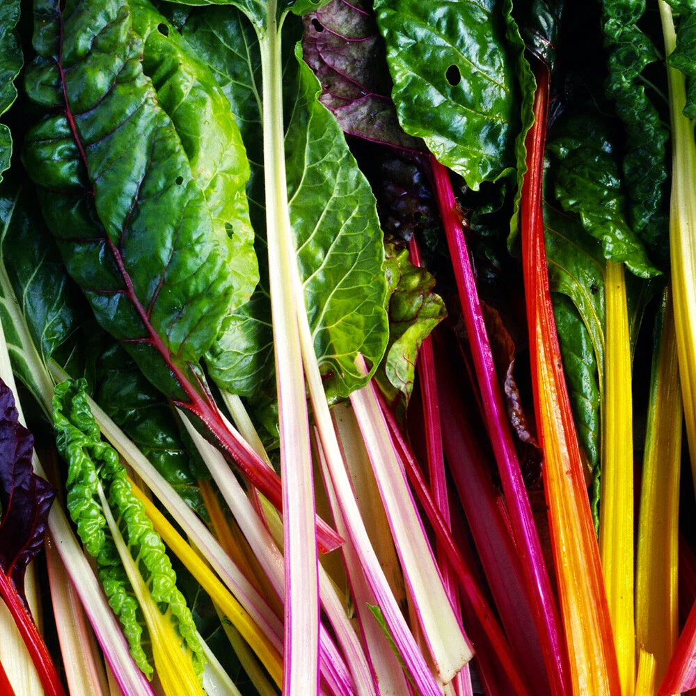 Rainbow Swiss Chard Seeds - 50 Ct Non-GMO Vegetable Garden Seeds - Beta vulgaris var. cicla - USA Grown, Free Shipping