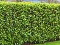 Cherry Laurel Cuttings 6-8" Fresh Rooting Cuttings for Shrubs Hedges Trees Privacy (Prunus laurocerasus)