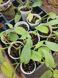 Cebu Blue Pothos Starter Plant 2.5" Pot Fully Rooted Epipremnum Pinnatum Indoor Houseplant