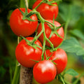 Moneymaker Tomato Seeds - 25 Seeds - Delicious Variety - Solanum lycopersicum - Buy 3 or More for 20% Off!