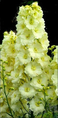 Delphinium Seeds - 50 Yellow Perennial Garden Flower Seeds - Delphinium elatum - USA Seller