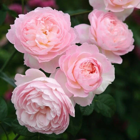 David Austin Rose Cuttings to Root (3) - Retired Varieties, Perfect for Gardening - Rosa 'David Austin'