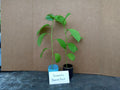 Giant Granadilla Passion Fruit Starter Plants 4-Pack Passiflora Edulis