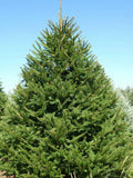 Norway Spruce Tree Live Plant 8-16 Inches - Picea abies - Hardy Evergreen Garden Tree