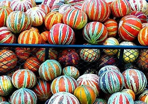 Tiger Melon Seeds - 30 Rare Exotic Garden Fruit Seeds - Citrullus lanatus