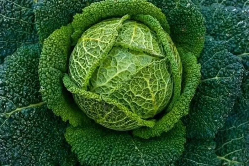Savoy Perfection Cabbage Seeds - 1000+ Heirloom NON-GMO - Fresh Vegetable Seeds (Brassica oleracea)