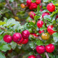 Barbados Cherry Tree Live Starter Plant 5-Pack - Malpighia emarginata - Edible Fruit, Tropical Shrub, Fast-Growing