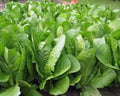 Romaine Lettuce Seeds, 500 Count, Paris Island Heirloom, Non-GMO, Organic Garden Seeds, Lactuca sativa