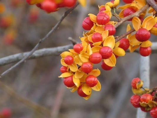 American Bittersweet Vine Seeds | 20 Pack | Celastrus Scandens | Hardy Climbing Plant Seeds