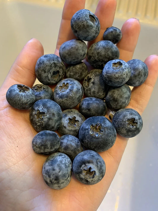 Blueberry Seeds 100 Count Organic Edible Fruit Bush Garden Vine Vaccinium corymbosum USA