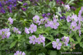 25+ Joan Baker Geranium Seeds for Garden Planting - Pelargonium x hortorum - USA Grown - Free Shipping