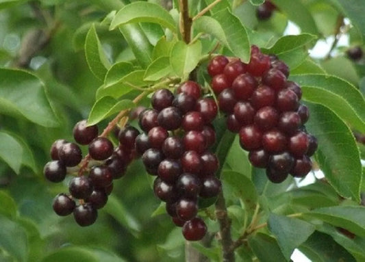 Chokecherry Bush Seedlings for Planting - Prunus virginiana - Native Fruit Plant, Hardy, Fast-Growing, Edible Berries