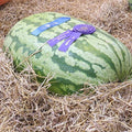 Carolina Cross Watermelon Seeds | Heirloom Non-GMO | 1046 Variety for Home Gardening