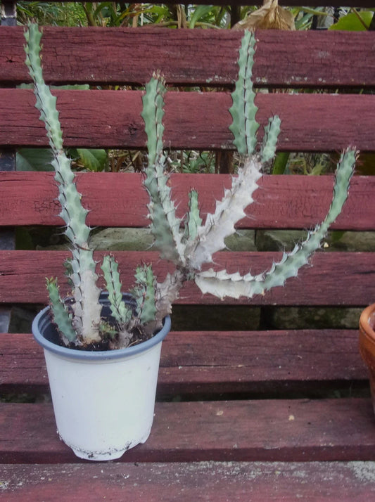 Euphorbia Greenwayi Medusoid Succulent Plant - 3 Year Branched Spurge Specimen - Unique Green Foliage