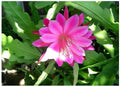 Pink Epiphyllum Orchid Cactus Plant - Queen of the Night, Oxypetalum Cereus - Live Indoor Flowering Plant