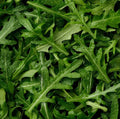 Arugula Seeds 3,000 Count | Non-GMO Heirloom | Free Shipping USA | Buy 3 Get 2 Free!