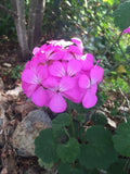 Purple Pink Pelargonium Zonal Geranium Starter Cuttings 12x6" Live Plant, Geranium zonale, Fresh Indoor Garden Decor