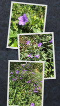 Live Bare Rooted Mexican Petunia Plants - 10 Pack - Ruellia Simplex - Vibrant Purple Flowers
