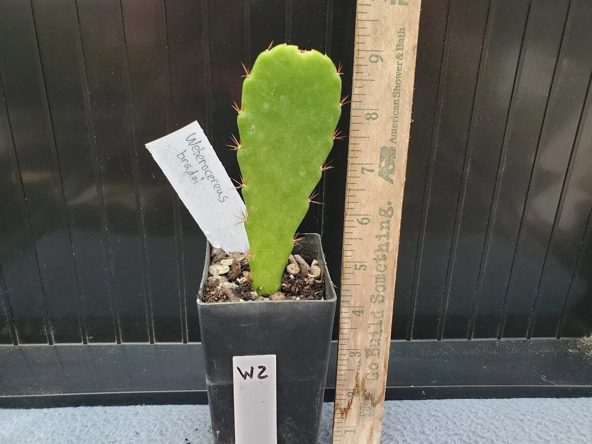 Weberocereus bradei Cactus - Rare Variety - Lot W2 - Unique Desert Plant for Collectors
