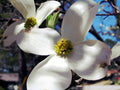 Dogwood Tree Seeds - Flowering Variety - Cornus florida - Native Plant Seeds for Gardening, Landscape, and Wildlife