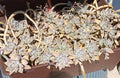 Ghost Graptopetalum Succulent Live Rooted Cuttings - Easy Care, Low Maintenance, Perfect for Indoor Gardens, Graptopetalum paraguayense