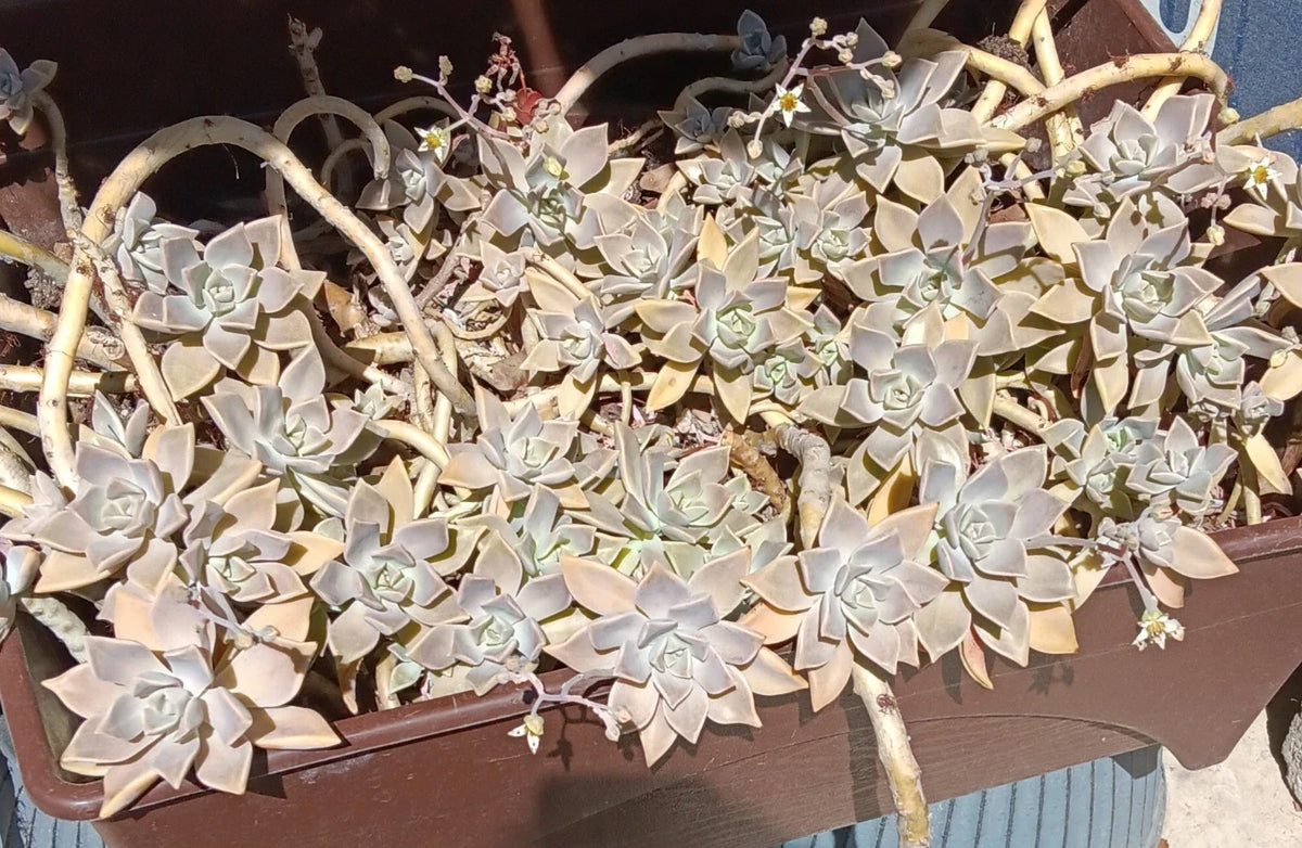 Ghost Graptopetalum Succulent Live Rooted Cuttings - Easy Care, Low Maintenance, Perfect for Indoor Gardens, Graptopetalum paraguayense