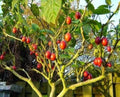 Tomato Tree Seeds - 10 Pack - Tamarillo (Cyphomandra betacea) - Heirloom Seeds for Planting
