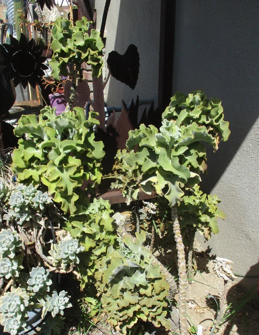 Kalanchoe Beharensis Velvet Elephant Ears Cuttings 10-12" Tall - Unique Succulent Plant for Home Decor