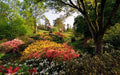 Wildflower Seed Mix 600+ Seeds, 20 Hand Selected Species for Shade, Native Wildflowers