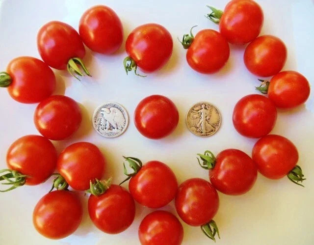 Besser Cherry Seeds - 25 Pack - German Variety - Prunus avium - Buy 3 for 20% Off Entire Order!